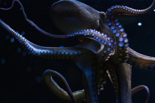 Актуальное зеркало kraken